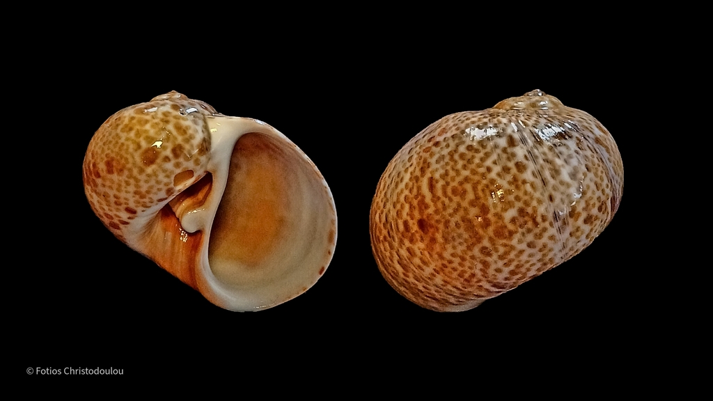 Hebrew moon shell