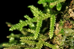 Camptochaete arbuscula