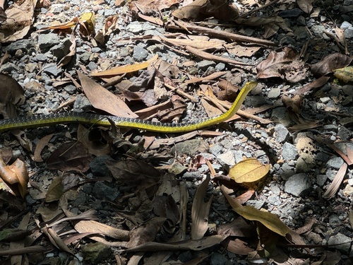 Common Tree Snake sighting