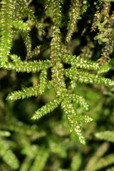 Camptochaete arbuscula