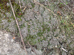 Cladonia apodocarpa