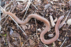 Carphophis amoenus helenae