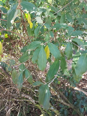 Cornus capitata
