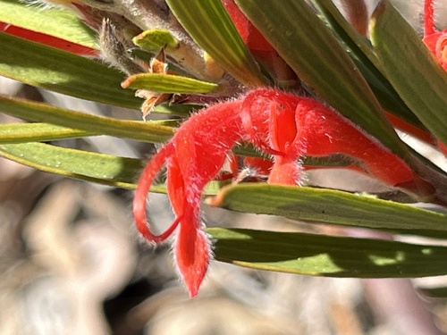 Image of Adenanthos barbiger by (c) dizzyurid, some rights reserved (CC BY)