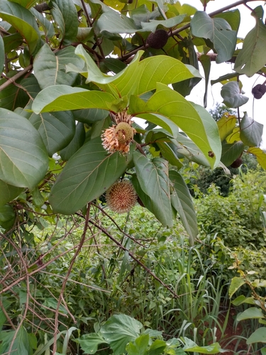 African peach