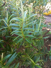 Veronica townsonii