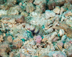 Amblyeleotris guttata