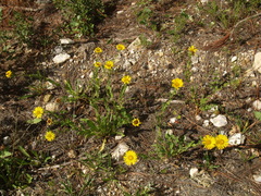 Grindelia greenmanii