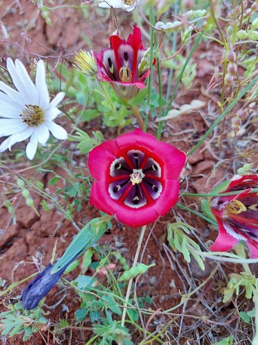 Karoo Froetang (Romulea monadelpha)