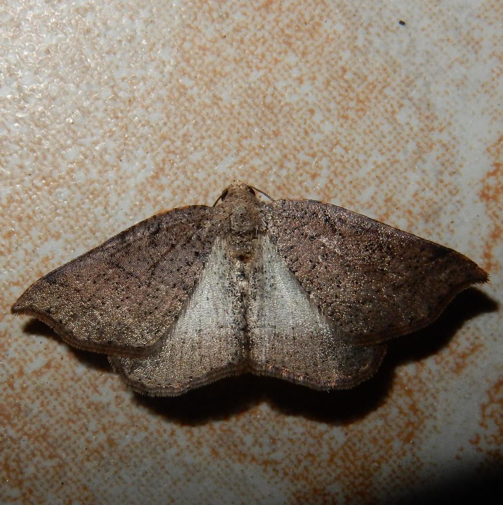 Pareclipsis oxyptera