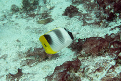 Chaetodon ulietensis