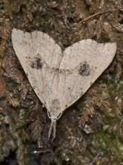 Trigonistis asthenopa