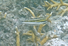 Scolopsis lineata