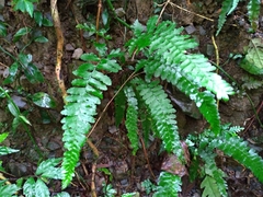 Microlepia obtusiloba