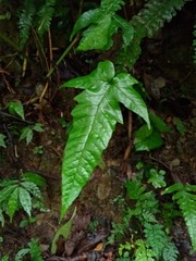 Tectaria phaeocaulis