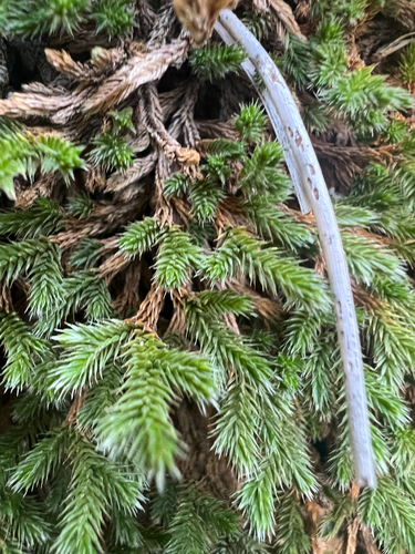 Image of Selaginella weatherbiana by (c) Jared Shorma, some rights reserved (CC BY)