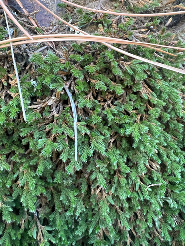 Image of Selaginella weatherbiana by (c) Jared Shorma, some rights reserved (CC BY)