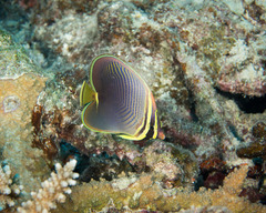 Chaetodon baronessa