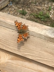 Polygonia c-album