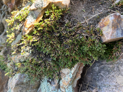 Image of Selaginella weatherbiana by (c) Jared Shorma, some rights reserved (CC BY)