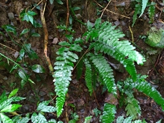 Microlepia obtusiloba