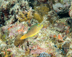 Canthigaster solandri
