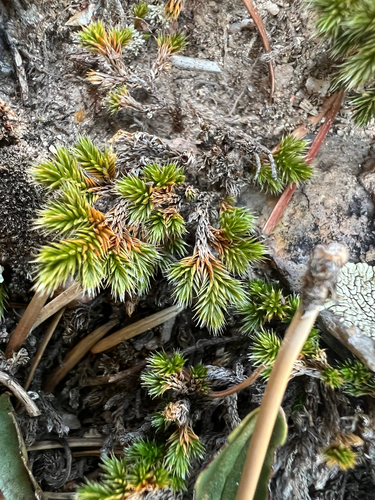 Weatherby's spikemoss (Selaginella weatherbiana)