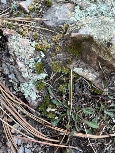 Image of Selaginella weatherbiana by (c) Jared Shorma, some rights reserved (CC BY)