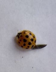 Harmonia axyridis
