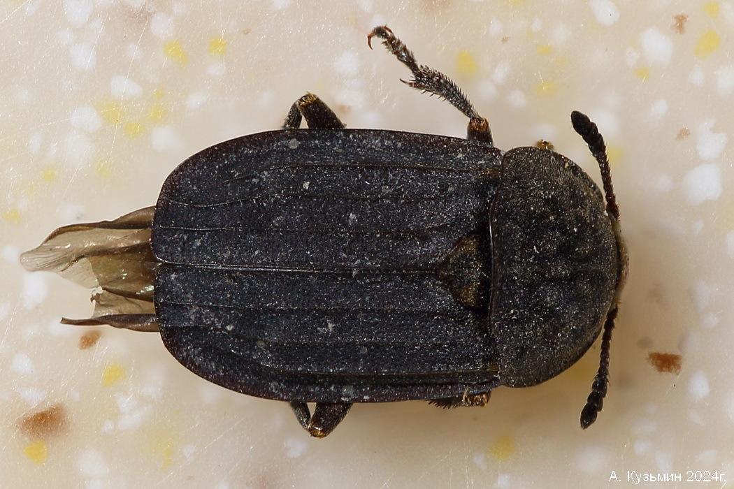 Падальник Выемчатокрылый (Thanatophilus sinuatus)