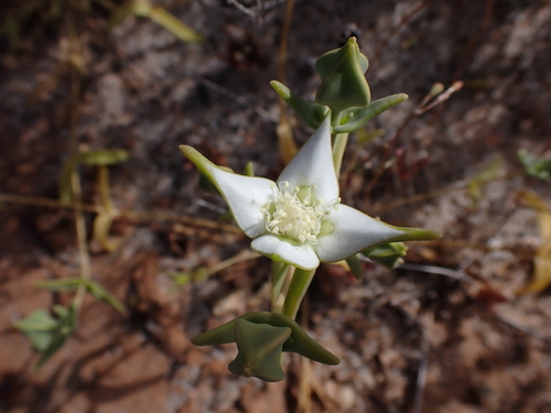 Gunniopsis rodwayi, 2024-09-10