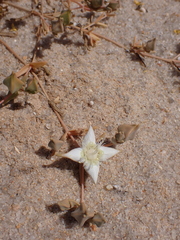 Rodway's Gunniopsis (Gunniopsis rodwayi)