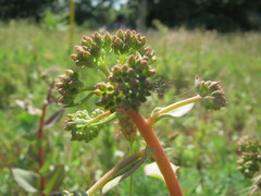 Hylotelephium telephium