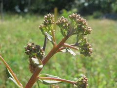 Hylotelephium telephium