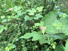 Ampelopsis glandulosa heterophylla