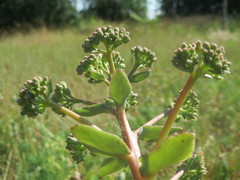 Hylotelephium telephium