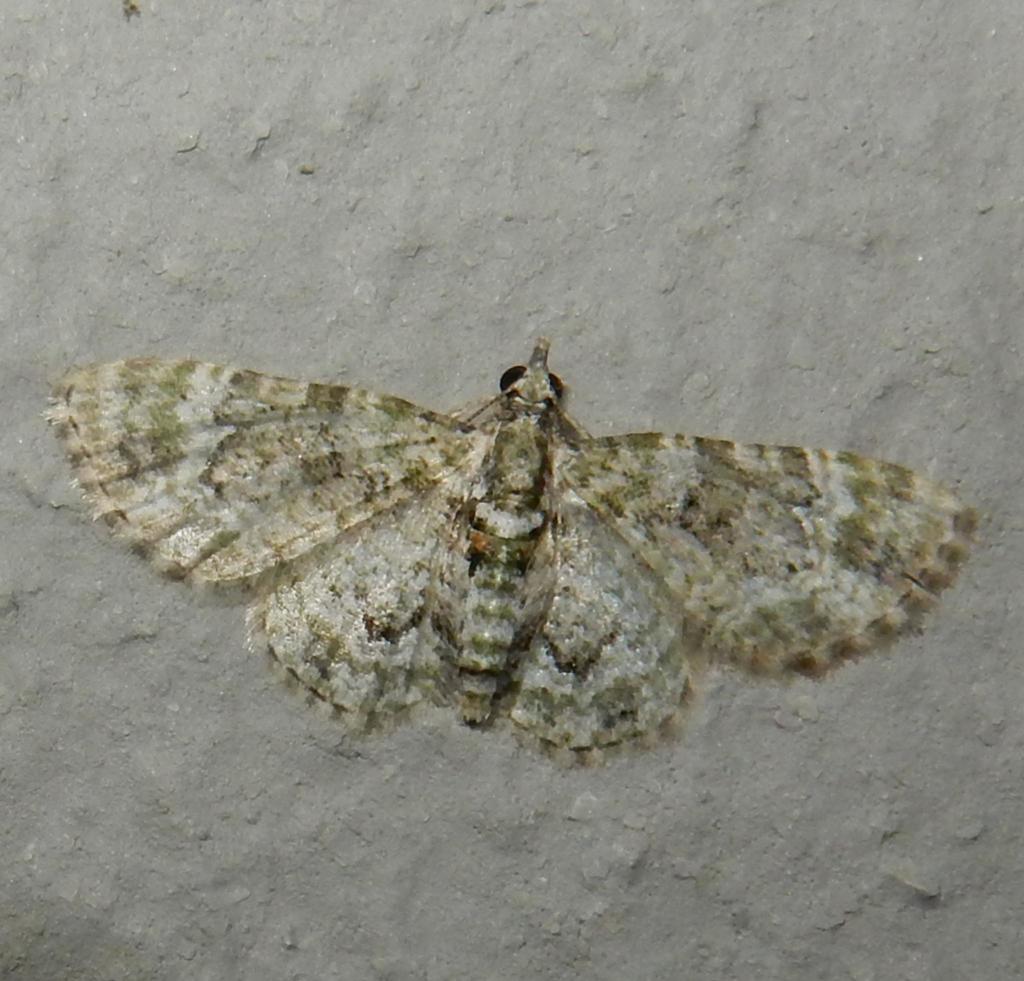 Lobed Shell