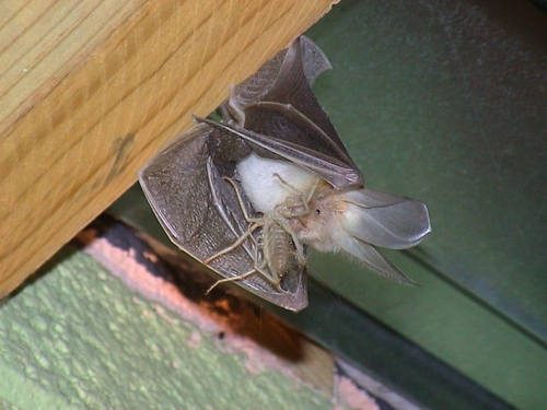 Egyptian Slit-faced Bat