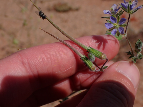 Image of Erodium crinitum by (c) Nina Kerr, some rights reserved (CC BY)