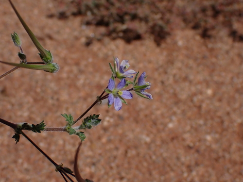 Image of Erodium crinitum by (c) Nina Kerr, some rights reserved (CC BY)