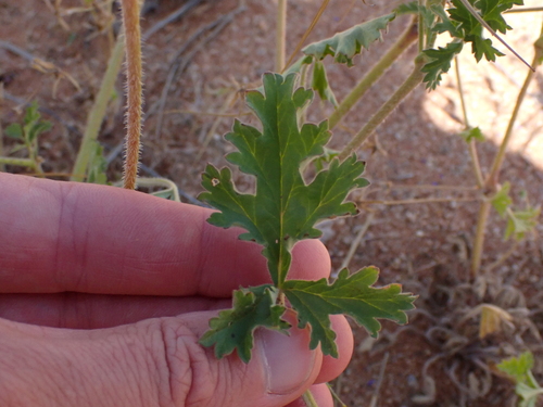 Image of Erodium crinitum by (c) Nina Kerr, some rights reserved (CC BY)