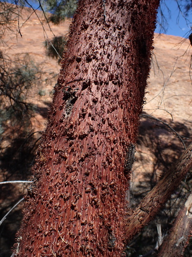 Red Mulga (Acacia cyperophylla)