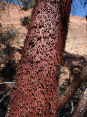Dwarf Acai Palm (Acacia cyperophylla)