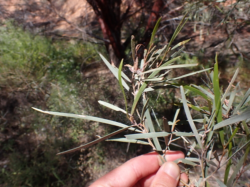 Image of Acacia cyperophylla by (c) Nina Kerr, some rights reserved (CC BY)