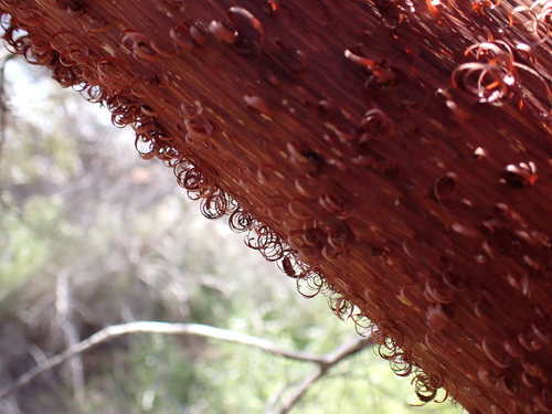 Image of Acacia cyperophylla by (c) Nina Kerr, some rights reserved (CC BY)