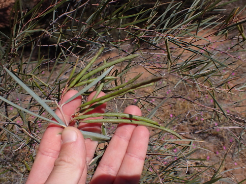 Image of Acacia cyperophylla by (c) Nina Kerr, some rights reserved (CC BY)