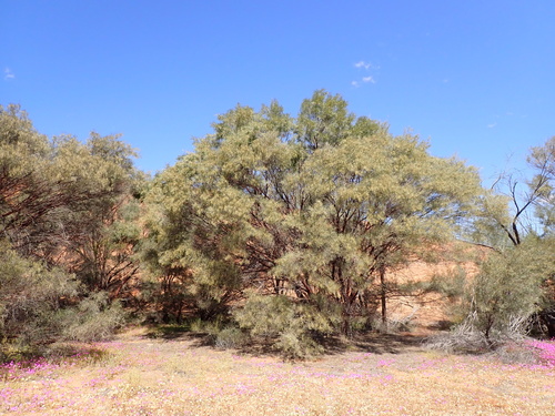 Image of Acacia cyperophylla by (c) Nina Kerr, some rights reserved (CC BY)