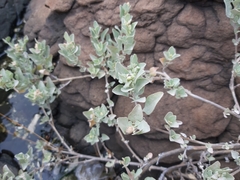 Atriplex maximowicziana