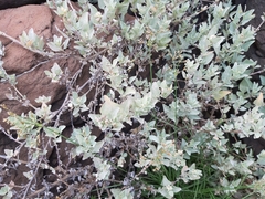 Atriplex maximowicziana