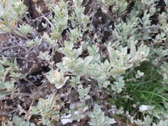 Atriplex maximowicziana